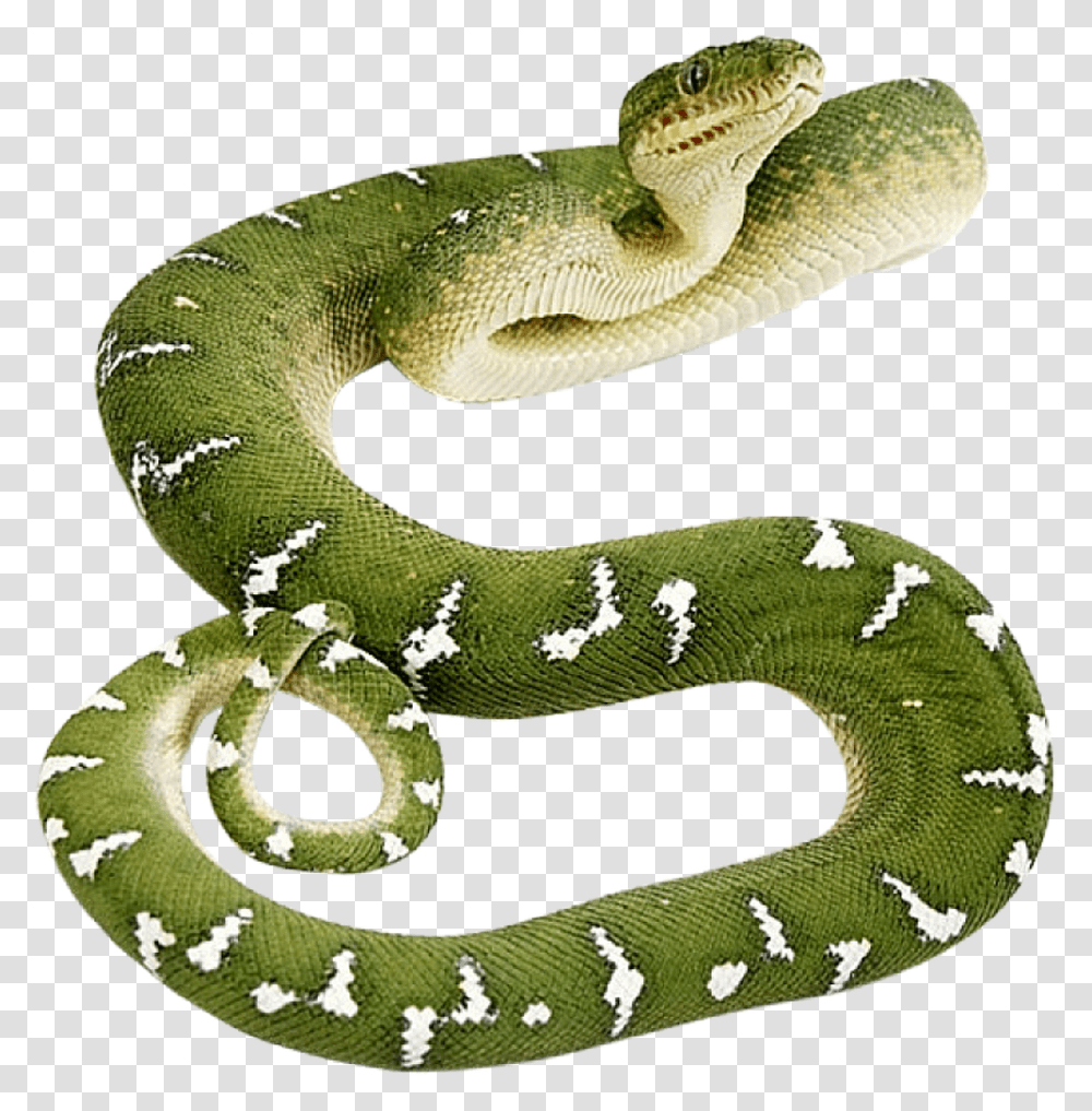 Snake Green Anaconda Background, Reptile, Animal, Lizard, Green Snake Transparent Png