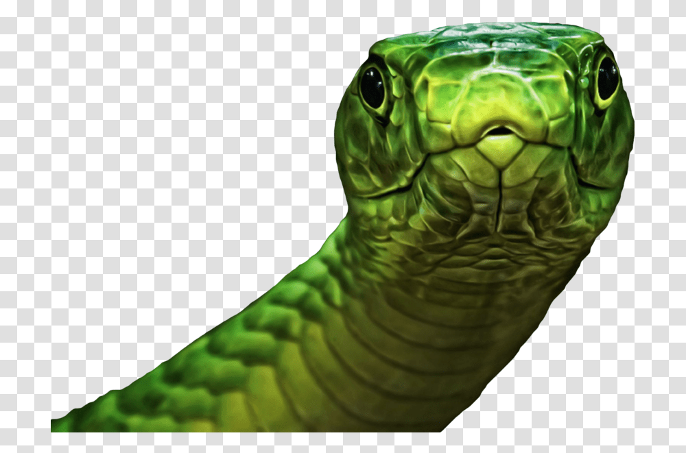 Snake Green Psd Official Psds Animals Hd, Reptile, Turtle, Sea Life, Green Snake Transparent Png