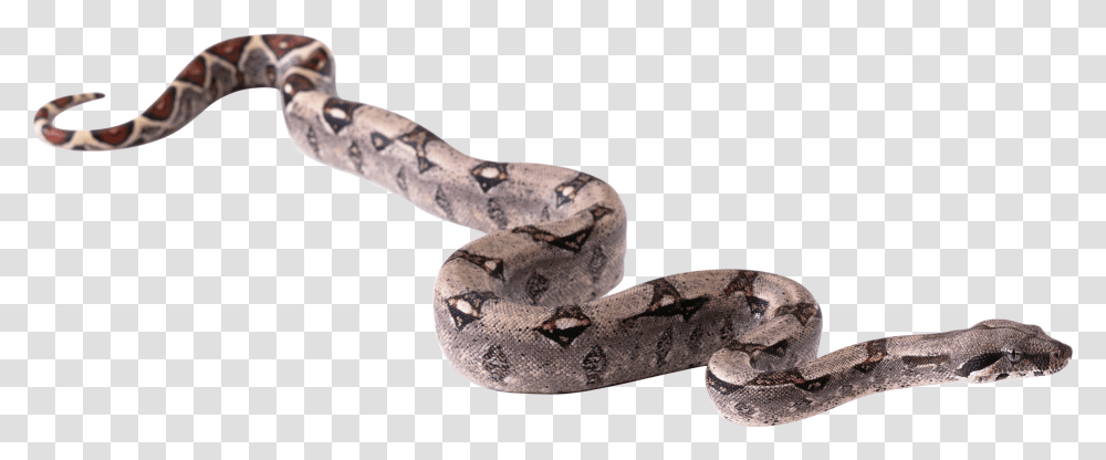Snake Hd, Reptile, Animal, Anaconda, Rock Python Transparent Png
