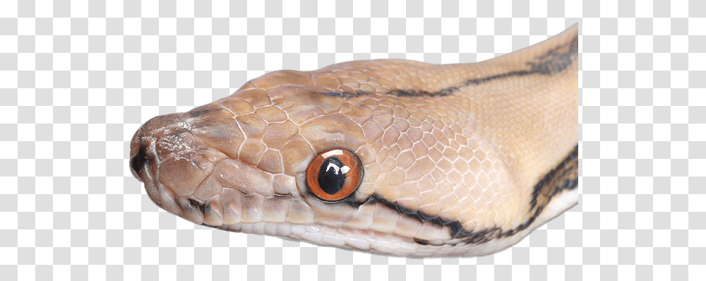 Snake Head Close Up Clip Arts Snake Head, Reptile, Animal, Turtle, Sea Life Transparent Png