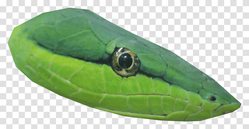 Snake Head Image With No Snake Head, Animal, Reptile, Green Snake, Insect Transparent Png