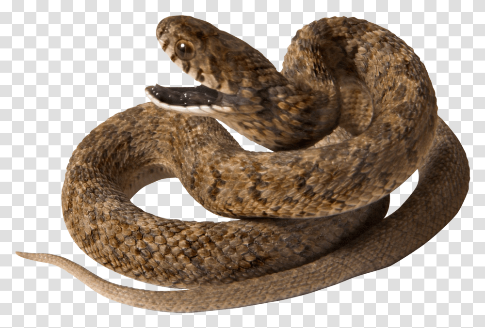 Snake High Quality Background, Reptile, Animal, Rattlesnake Transparent Png