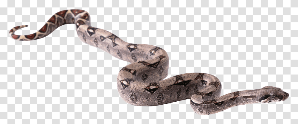 Snake Icon Background, Animal, Anaconda, Reptile, Rock Python Transparent Png