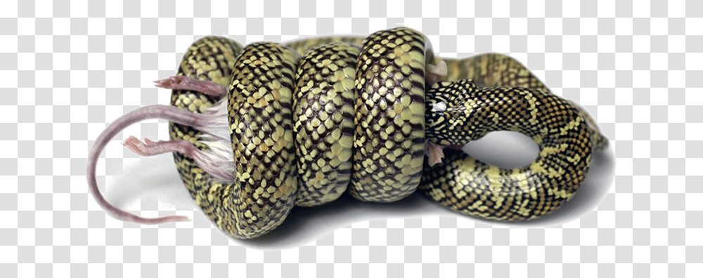 Snake Image Background Snake Constriction, Reptile, Animal, Plant, Tree Transparent Png