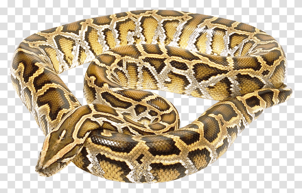 Snake Image For Free Download Burmese Python No Background, Reptile, Animal, Rock Python, Rug Transparent Png
