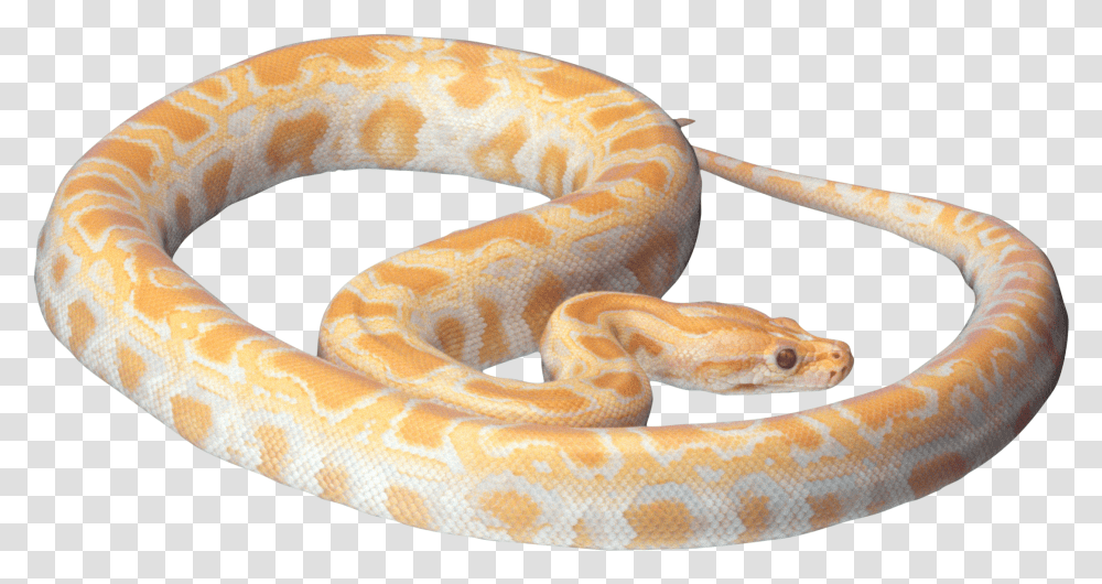 Snake Image Free Download White And Orange Snake, Reptile, Animal, Rock Python, Anaconda Transparent Png