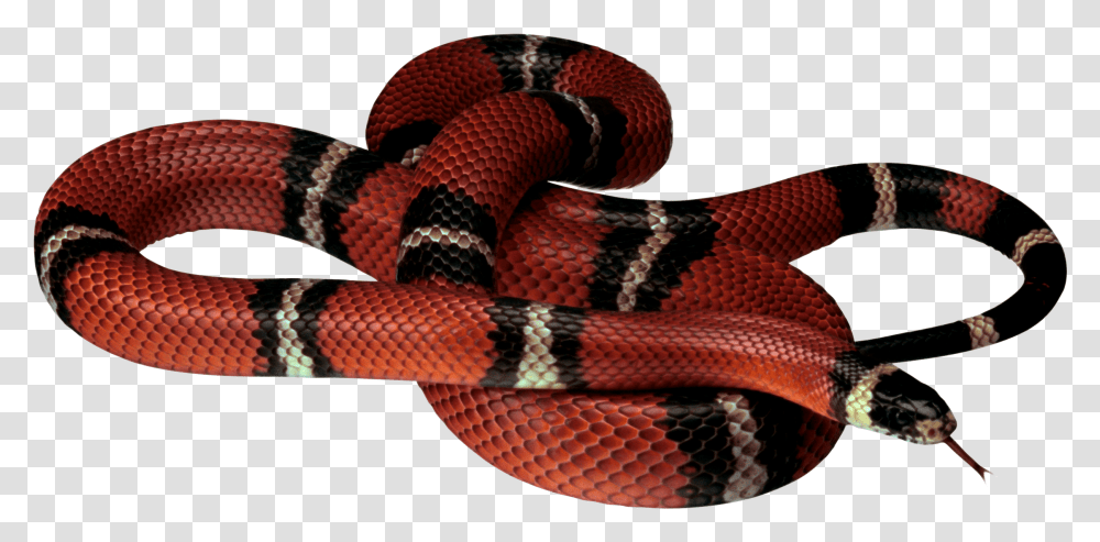 Snake Image Picture Download Free Black And Red Snake, Reptile, Animal, King Snake Transparent Png