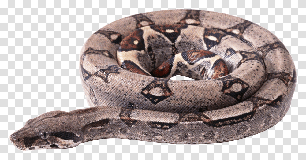 Snake Image Picture Download Free Boa Constrictor Background Transparent Png