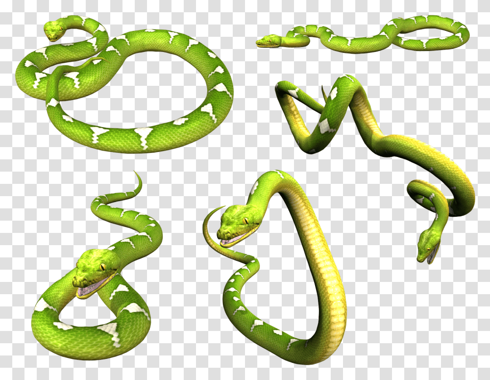 Snake Image Picture Download Free Portable Network Graphics, Animal, Reptile, Green Snake Transparent Png