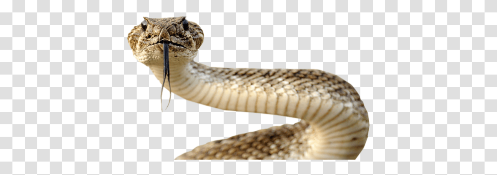 Snake Image Picture Download Free Rattle Snake In Telugu, Reptile, Animal, Rattlesnake, Fungus Transparent Png