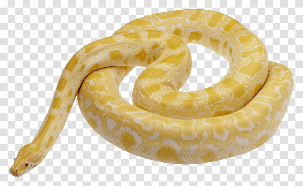 Snake Image Picture Download Free Yellow And White Snake Transparent Png
