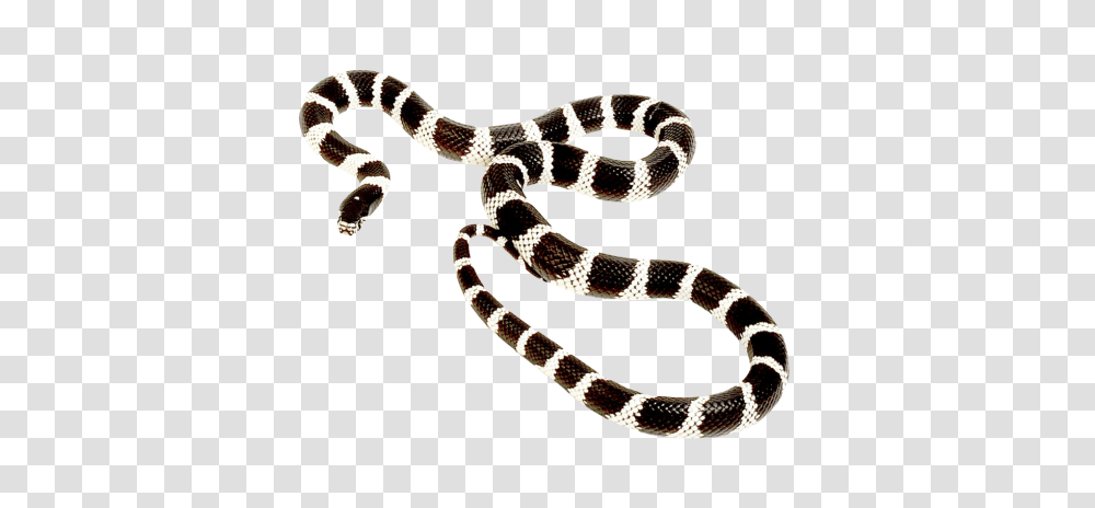 Snake Image, Reptile, Animal, King Snake, Sea Snake Transparent Png