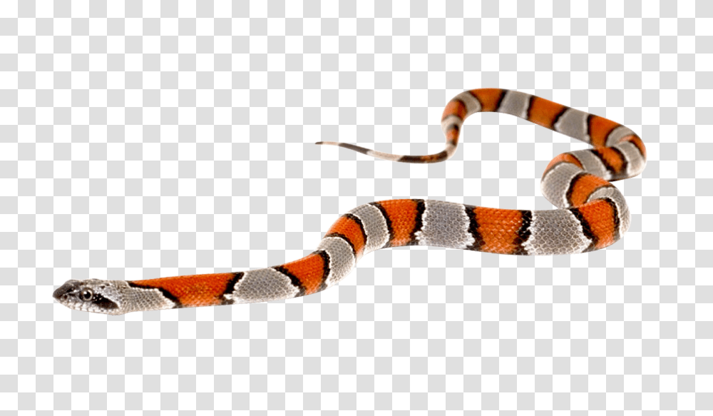 Snake Image Snake, King Snake, Reptile, Animal Transparent Png