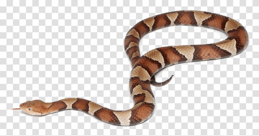 Snake Image Snake On Background, Reptile, Animal, Rattlesnake, King Snake Transparent Png