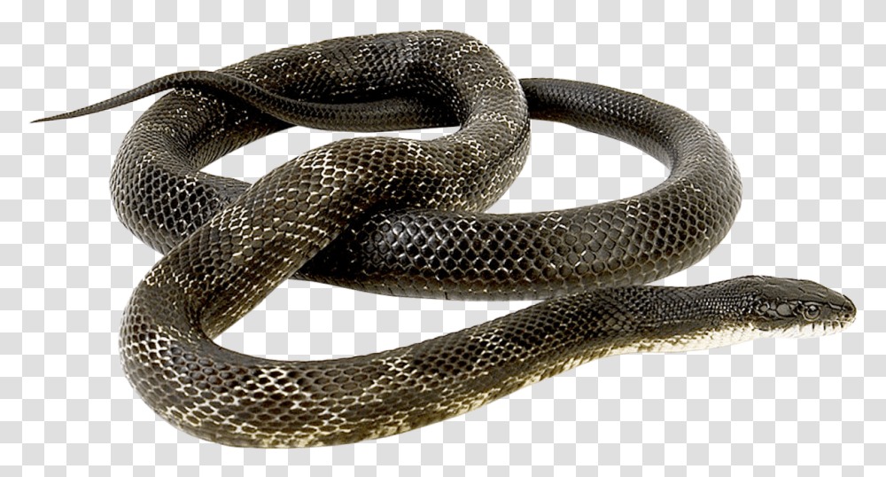 Snake Image Snake, Reptile, Animal, Rattlesnake, King Snake Transparent Png