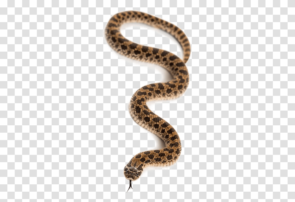 Snake Images Animal Snake, Reptile, Rattlesnake, King Snake Transparent Png