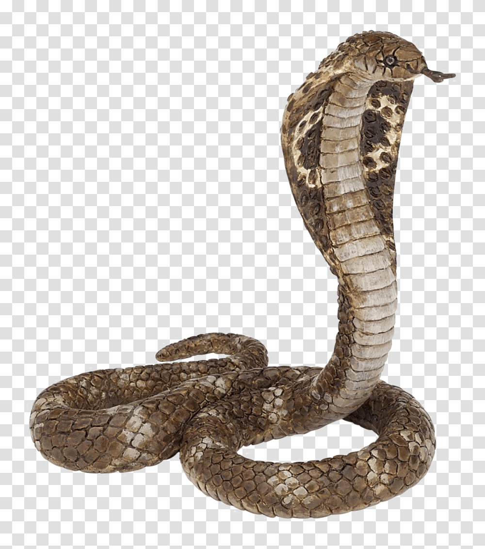 Snake Images Background King Cobra, Reptile, Animal Transparent Png