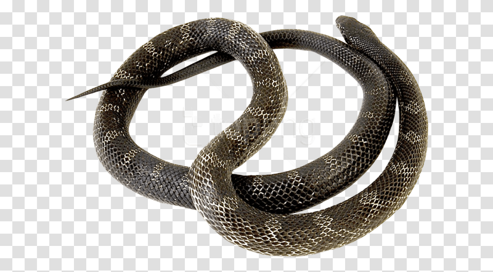 Snake Images Background Snake, Reptile, Animal, Rattlesnake, King Snake Transparent Png