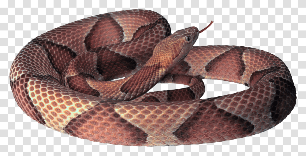 Snake Images Free, Reptile, Animal, Rattlesnake Transparent Png