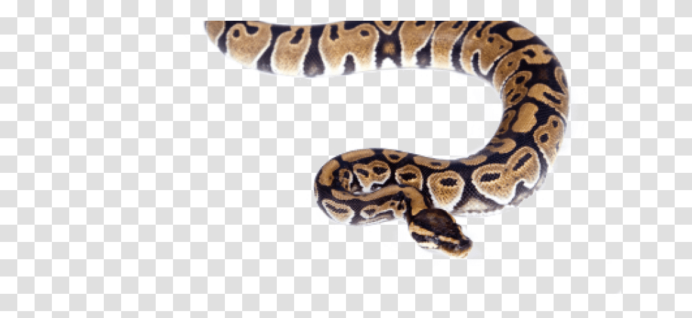 Snake In Water, Animal, Reptile, Amphibian, Wildlife Transparent Png