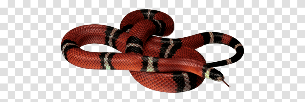 Snake, King Snake, Reptile, Animal Transparent Png