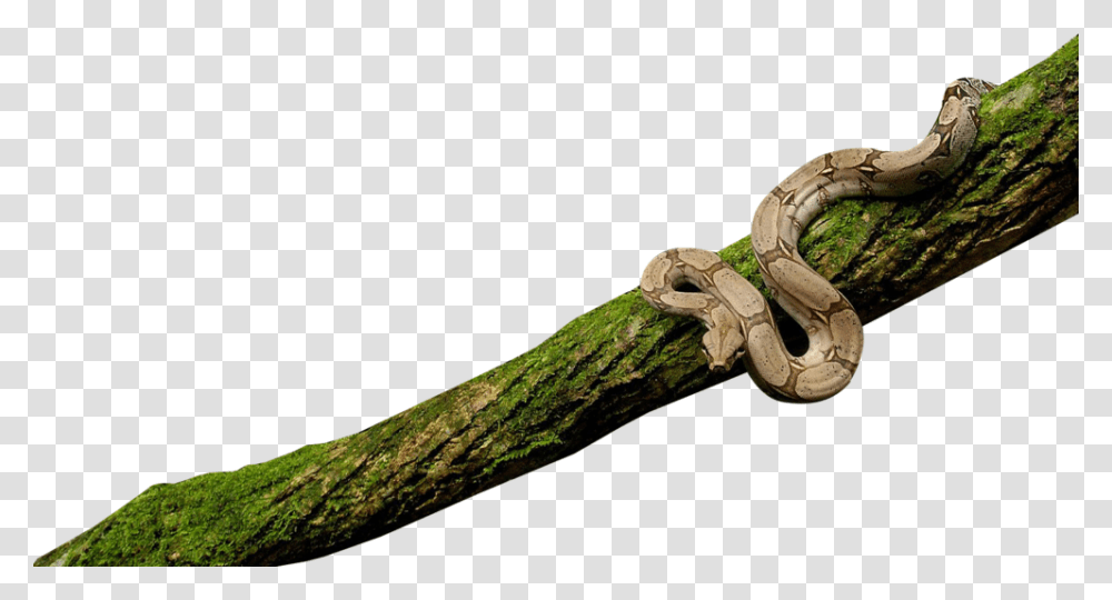 Snake On Tree, Reptile, Animal, Plant, Annonaceae Transparent Png