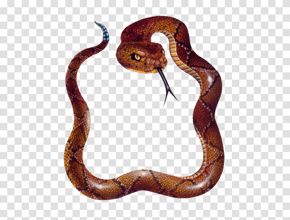 Snake Photos, Reptile, Animal, King Snake, Anaconda Transparent Png