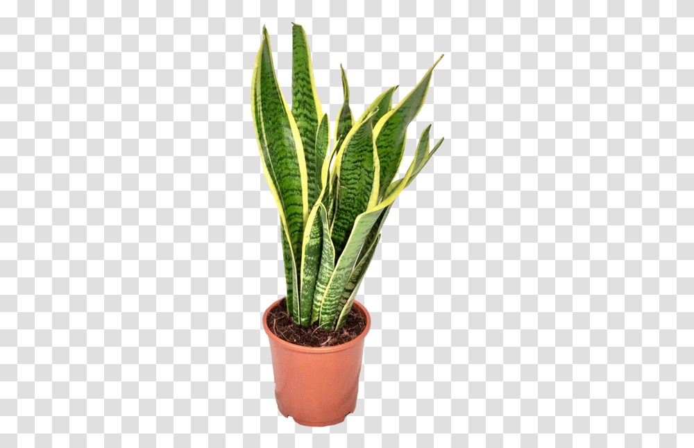 Snake Plant Background, Aloe, Leaf, Pineapple, Fruit Transparent Png