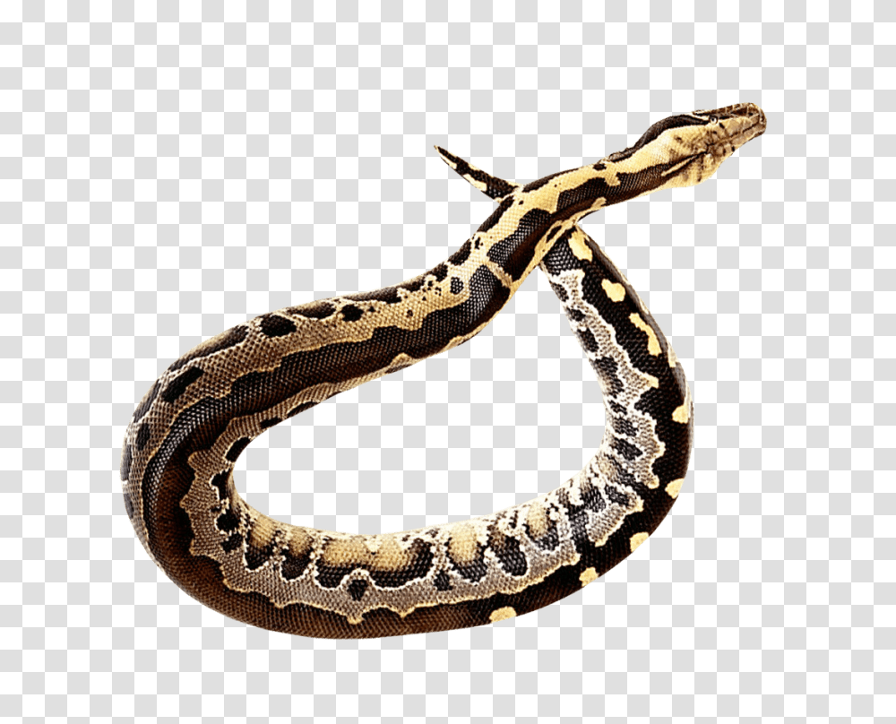 Snake, Reptile, Animal, Anaconda, Lizard Transparent Png