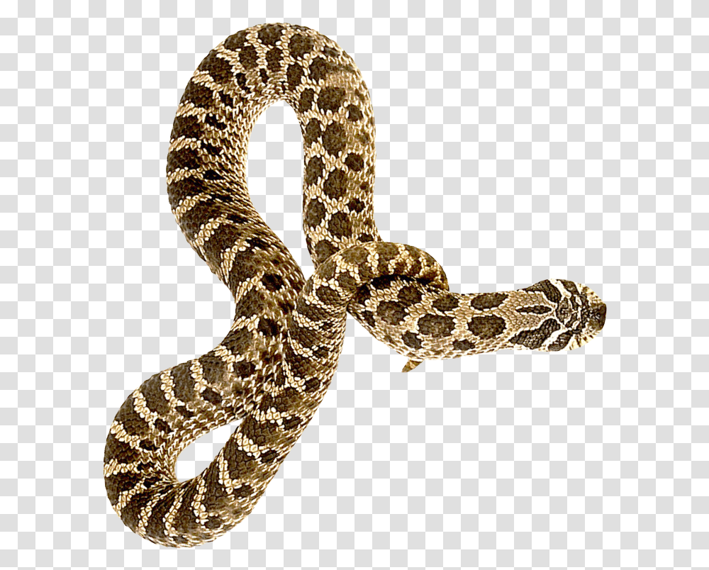 Snake, Reptile, Animal, Rattlesnake Transparent Png