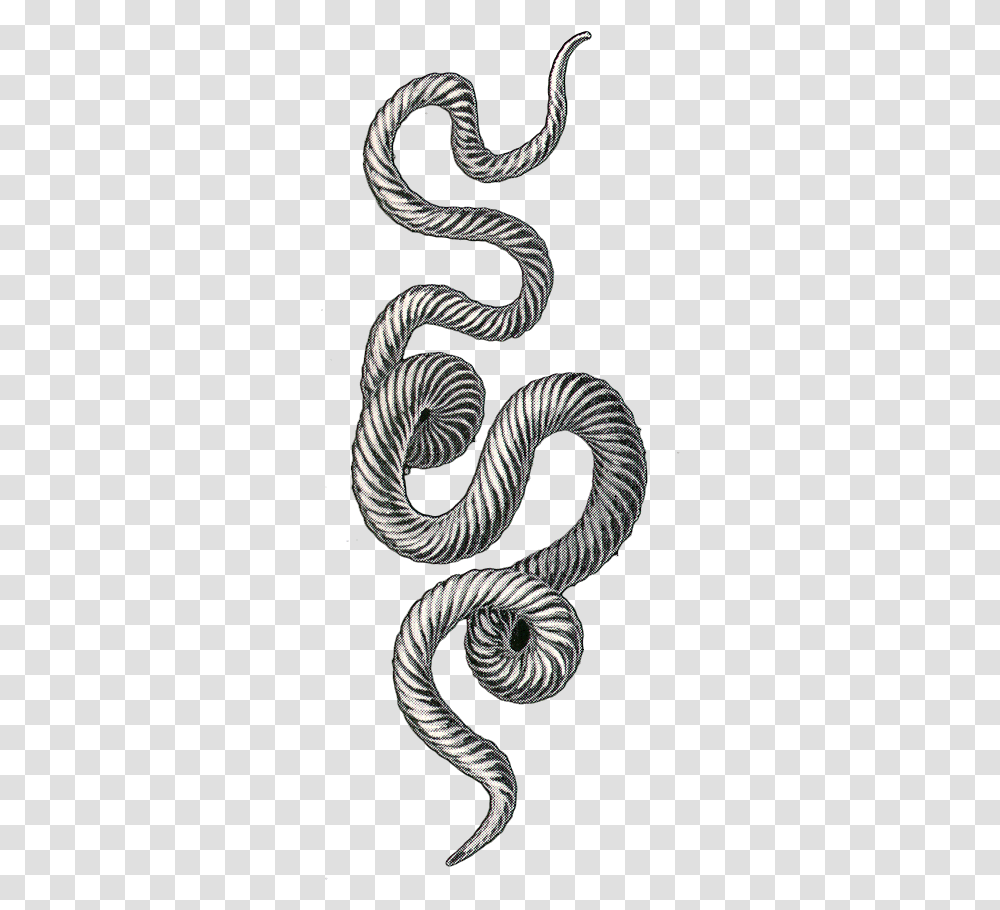 Snake, Reptile, Animal, Spiral, Coil Transparent Png