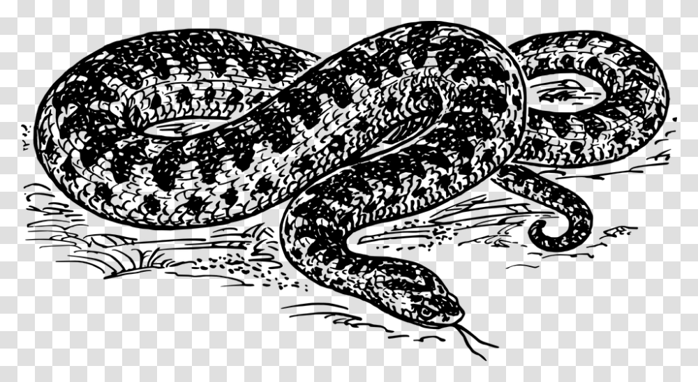 Snake Reptile Dangerous Hiss Wildlife Viper Anaconda Black And White Clipart, Gray, World Of Warcraft Transparent Png