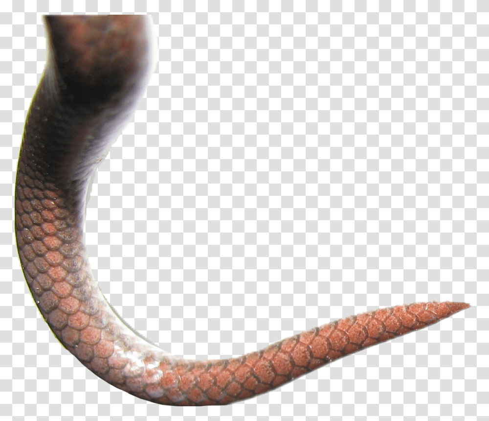 Snake Scales Snake Tail Background, Reptile, Animal, Hook, Dinosaur Transparent Png