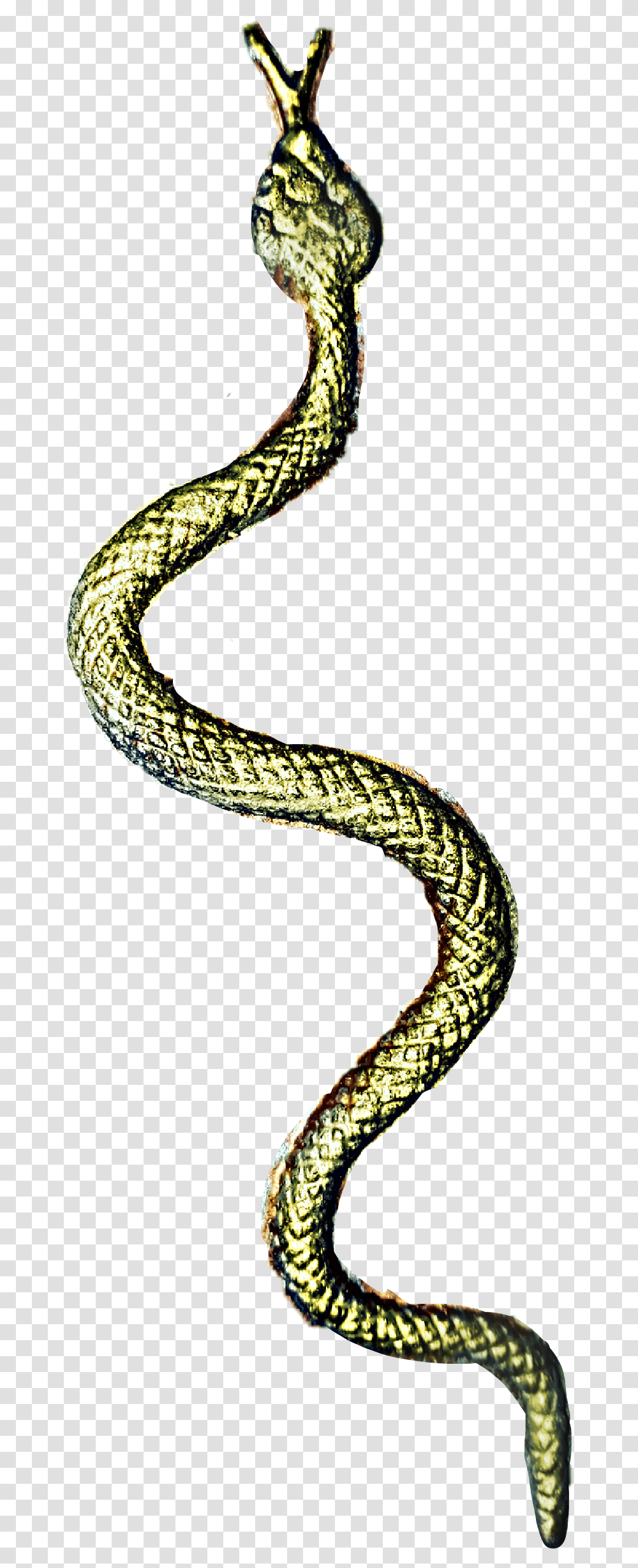 Snake Serpent, Reptile, Animal, Sea Snake, Sea Life Transparent Png