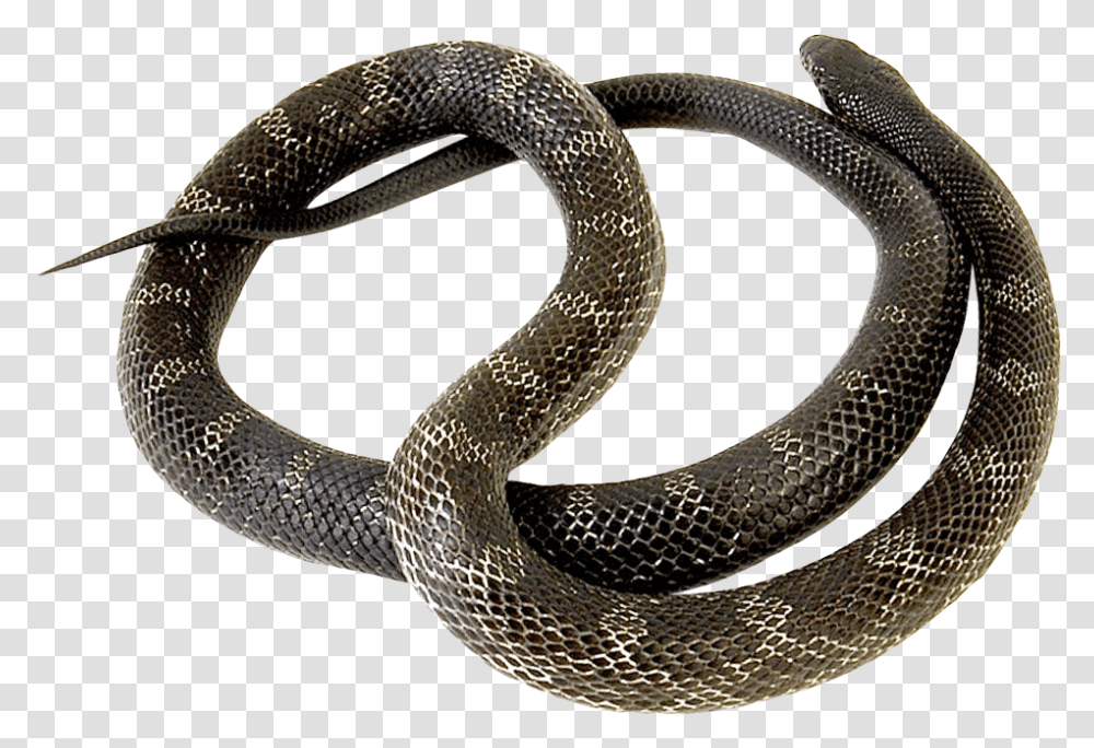 Snake Snakes, Reptile, Animal, Cobra, King Snake Transparent Png