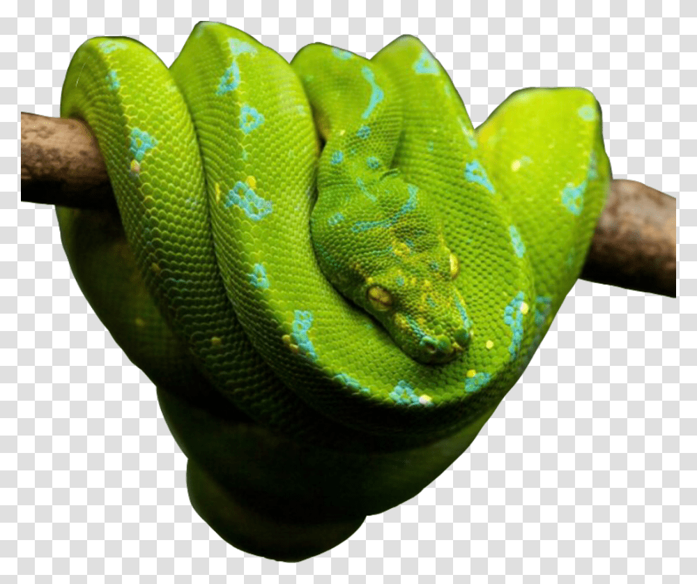 Snake Snakes Snakeu Reptiles Reptile Green Freetoedit Love Snakes, Animal, Green Snake Transparent Png