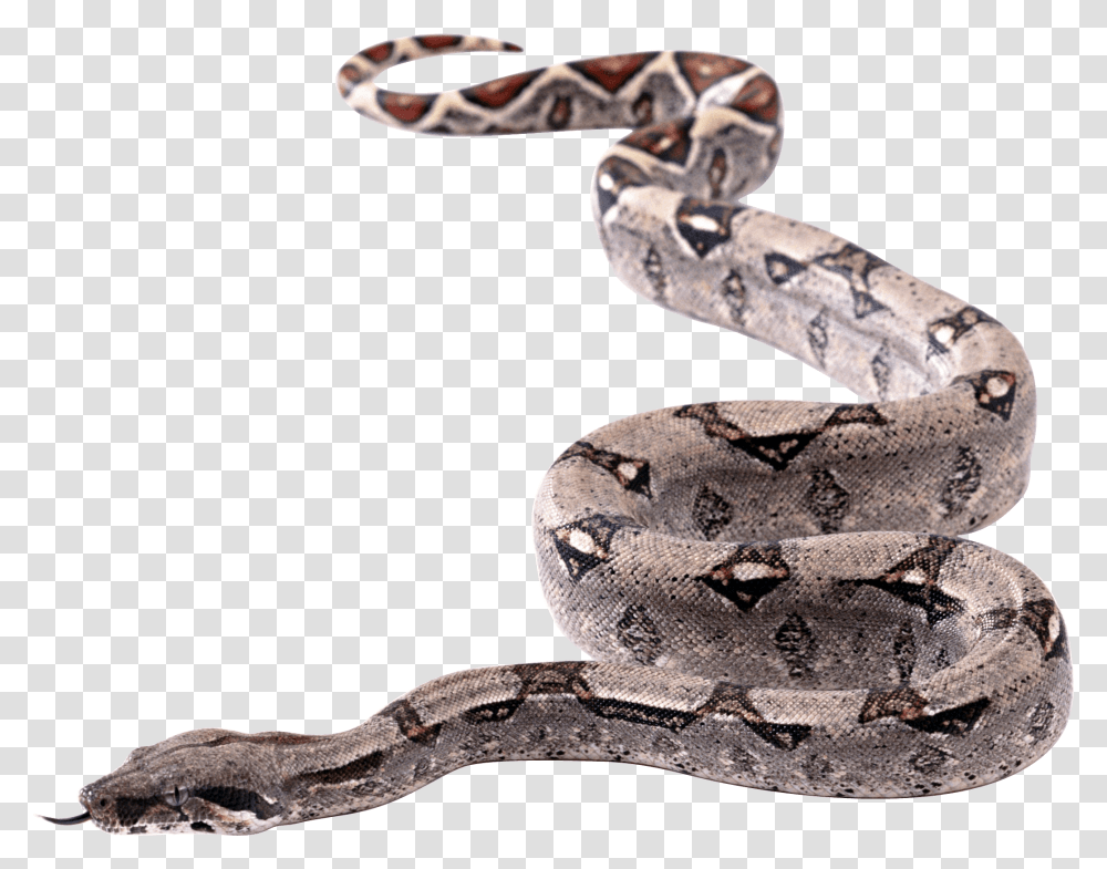 Snake Snakes With Background, Reptile, Animal, Rock Python, Anaconda Transparent Png