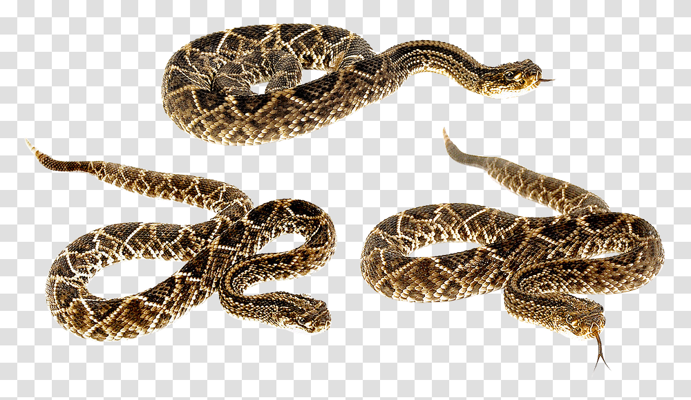 Snake Terrarium Bastards Animals Camo Venomous Snake Tail, Rattlesnake, Reptile Transparent Png