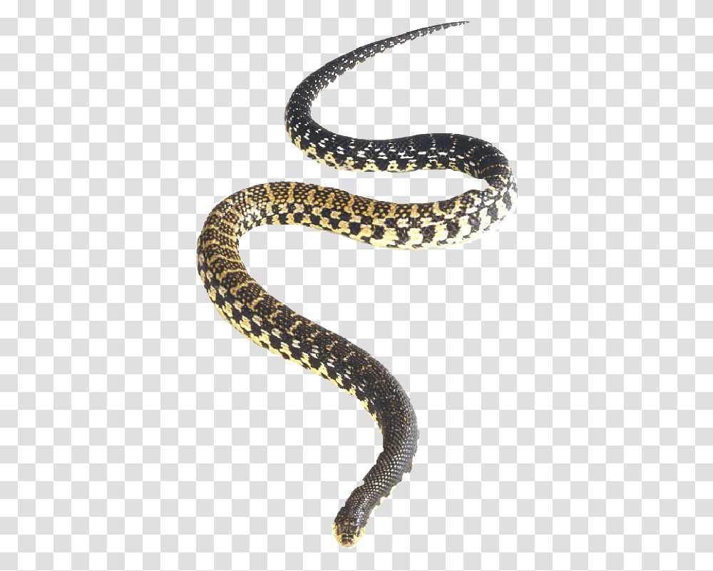 Snake Vector Malagasy Giant Hognose Snake, Reptile, Animal, Rattlesnake Transparent Png