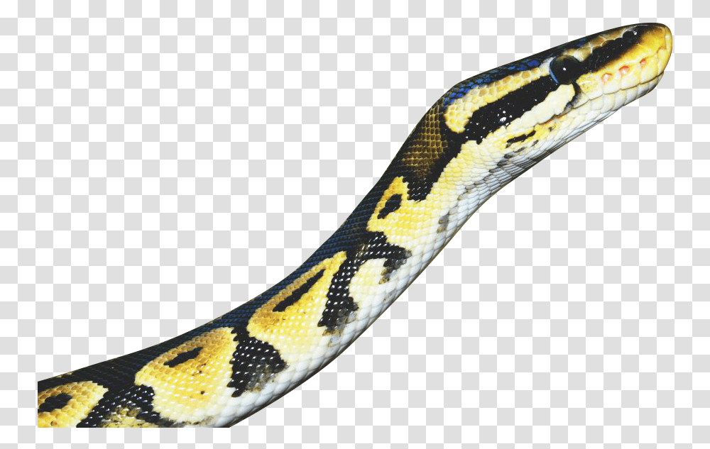 Snake Yellow Background Snake, Anaconda, Reptile, Animal, Rock Python Transparent Png