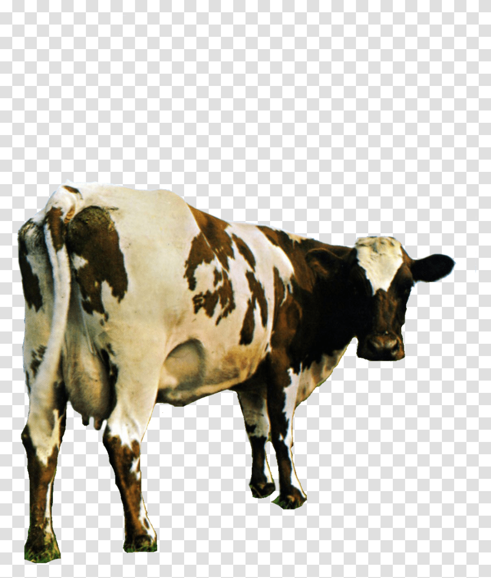 Snake Your Beard Hurts - Pink Floyd Cow For Pink Floyd Atom Heart Mother, Cattle, Mammal, Animal, Dairy Cow Transparent Png