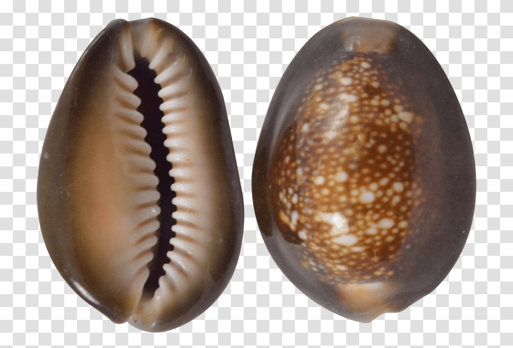 Snakehead Cowrie Craft Seashells 1 1 Insect, Sea Life, Animal, Invertebrate, Clam Transparent Png