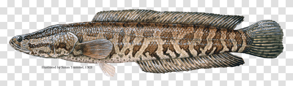 Snakehead Info Snake Fish In Georgia, Animal, Perch, Sturgeon, Coho Transparent Png