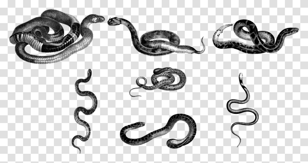 Snakes Animals Line Art Serpents Vipers Vintage Python, Gray, World Of Warcraft Transparent Png