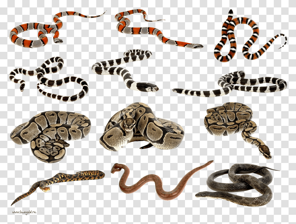 Snakes Clipart, Reptile, Animal, King Snake, Rock Python Transparent Png