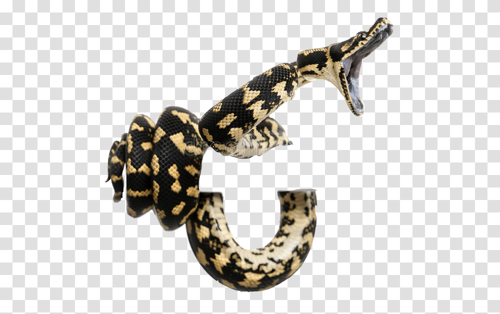 Snakes Coiled Striking Boaconstri Morelia Spilota Cheynei, Reptile, Animal, Rock Python, King Snake Transparent Png