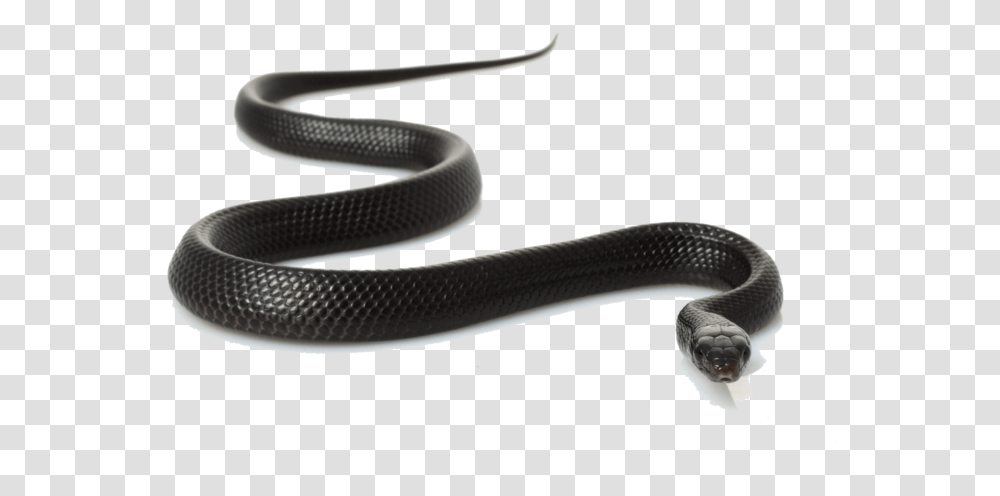 Snakes In Madhya Pradesh, Animal, Reptile, Hose Transparent Png