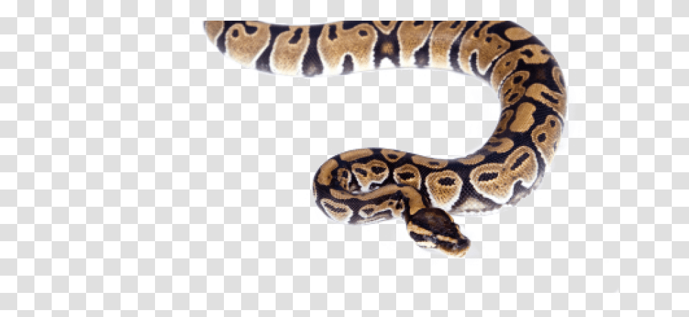 Snakes Pest Control Service Snake Removal Service Snake Gold Transparents, Animal, Reptile, Amphibian, Wildlife Transparent Png