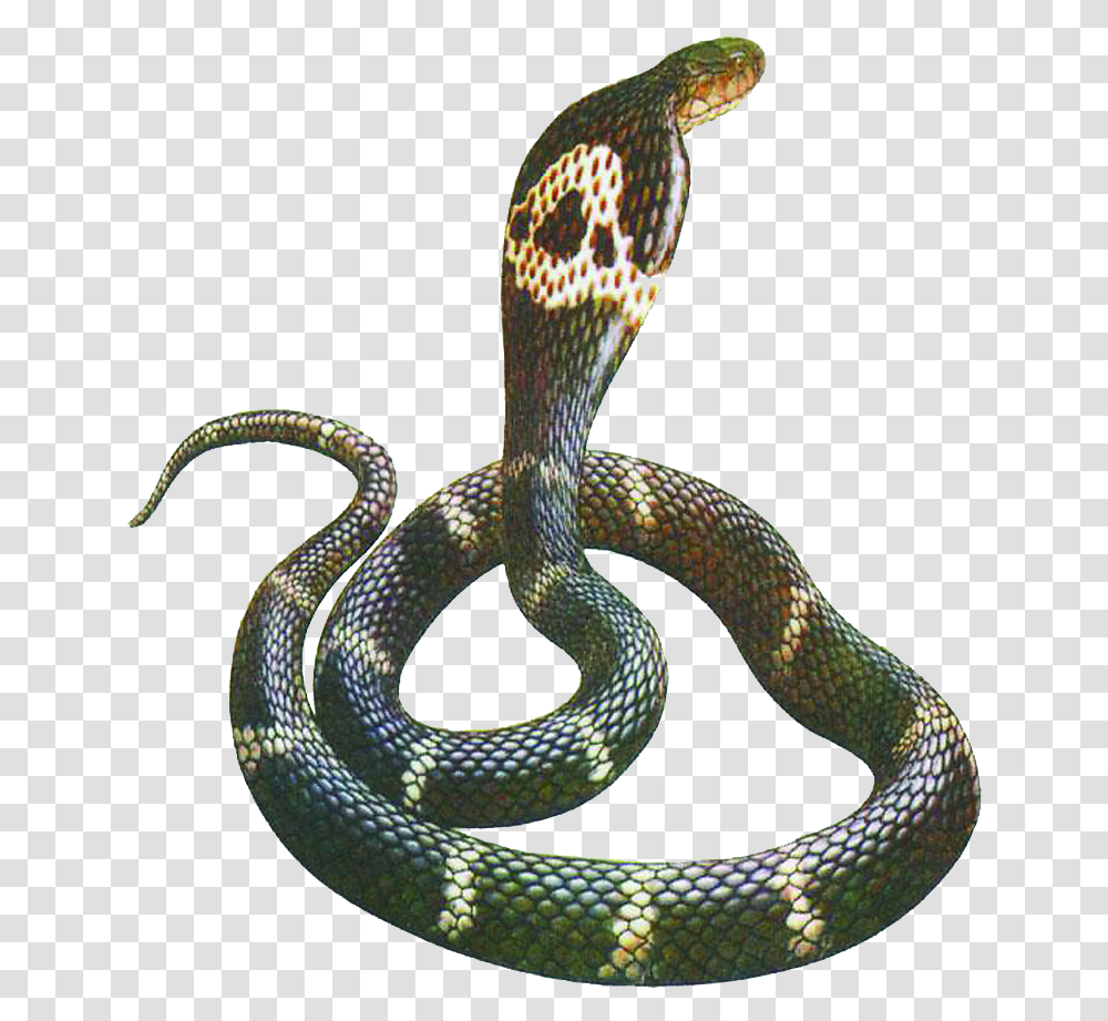 Snakes, Reptile, Animal, Cobra, King Snake Transparent Png