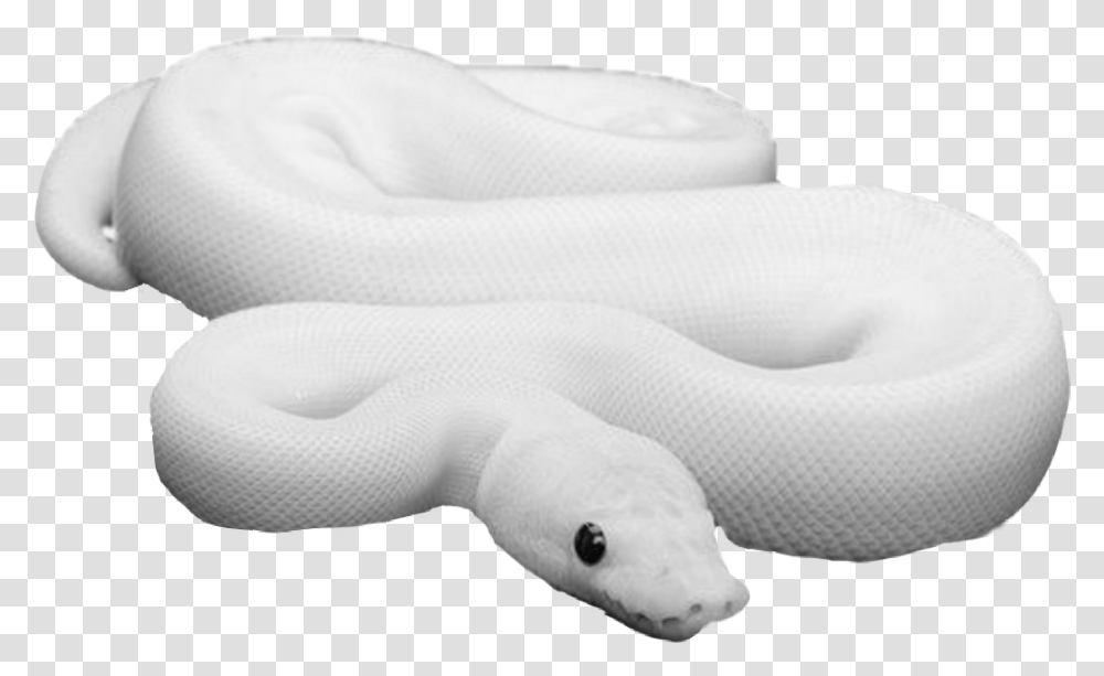 Snakes Snake Freetoedit Leucistic Ball Python, Reptile, Animal, Amphibian, Wildlife Transparent Png